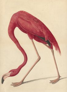 Greater Flamingo, 1838 (wc, äggvita och grafit på papper)